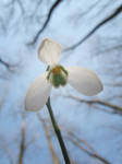 Rise Towards The Sky by 00BlacKBerrY00 Rise Towards The Sky by 00BlacKBerrY00