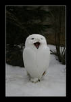 the snow owl by nostromo426