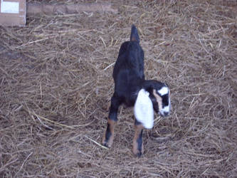 Baby Girl Goat