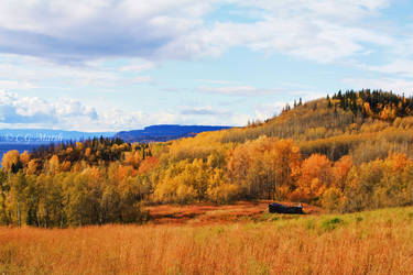 Autumn Field