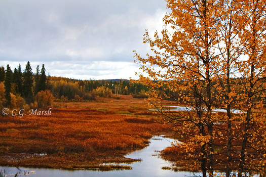 Autumn Swamp