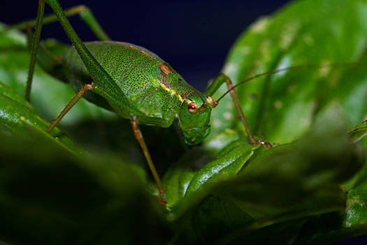 Speckled Bush Cricket