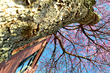 Roots And Sky