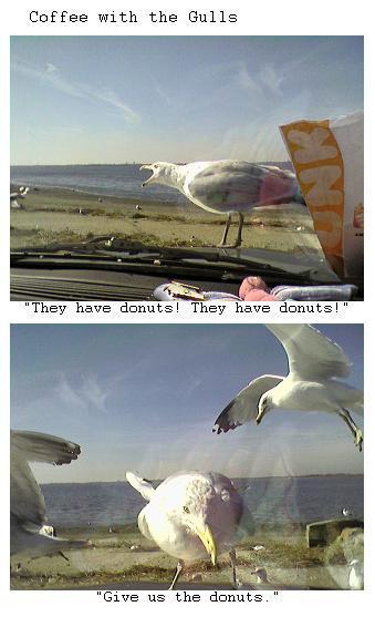 coffee with the gulls