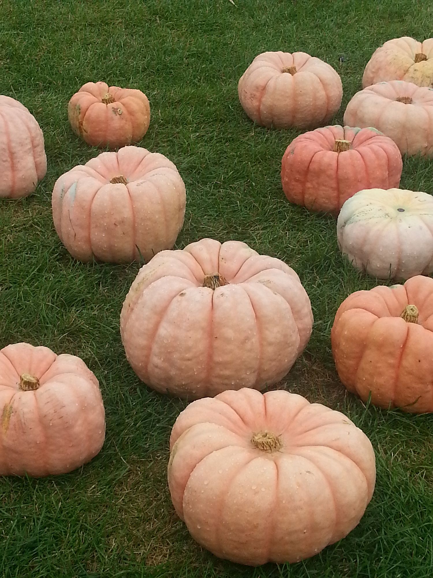 pink punkins