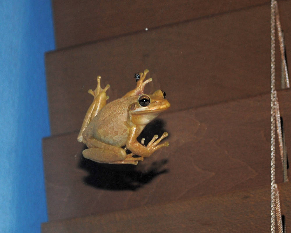 peeping frog by TreborNehoc on DeviantArt
