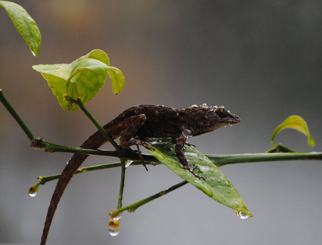 lizard, rained out by TreborNehoc on DeviantArt