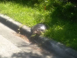 florida softshelled turtle