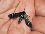 polka-dot wasp moth by TreborNehoc