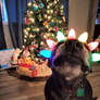 doggo christmas