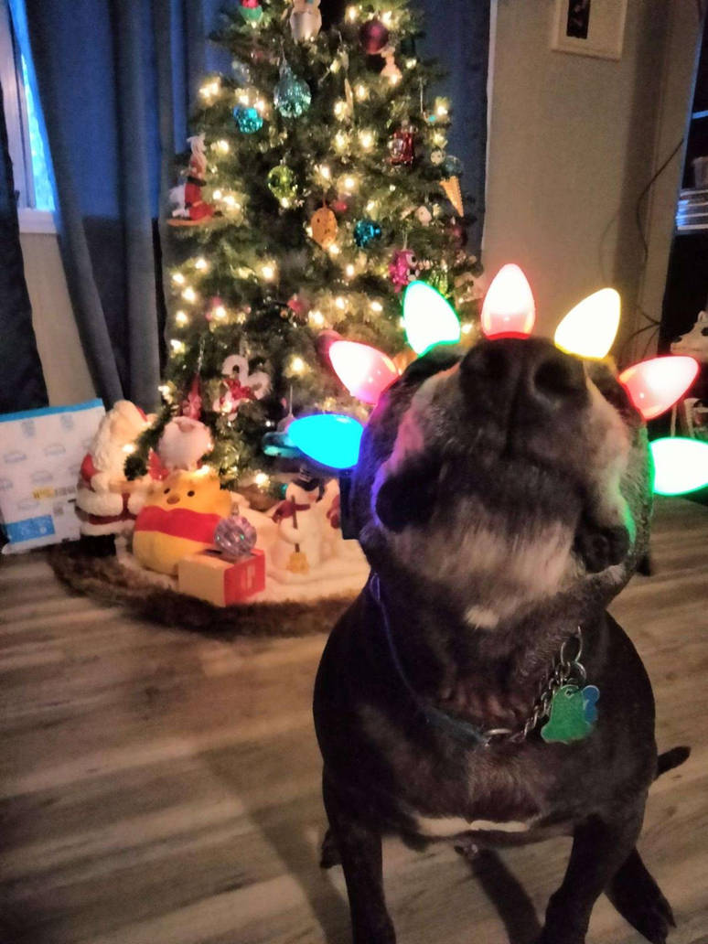 doggo christmas by TreborNehoc on DeviantArt