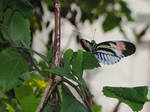 piano key butterfly by TreborNehoc