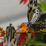 rice paper butterflies