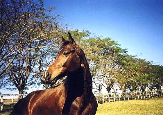 Jaw in Pasture - Great shot