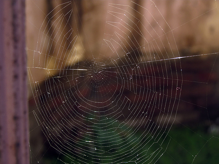 Spiderweb