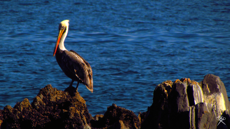 Pelican in Tome