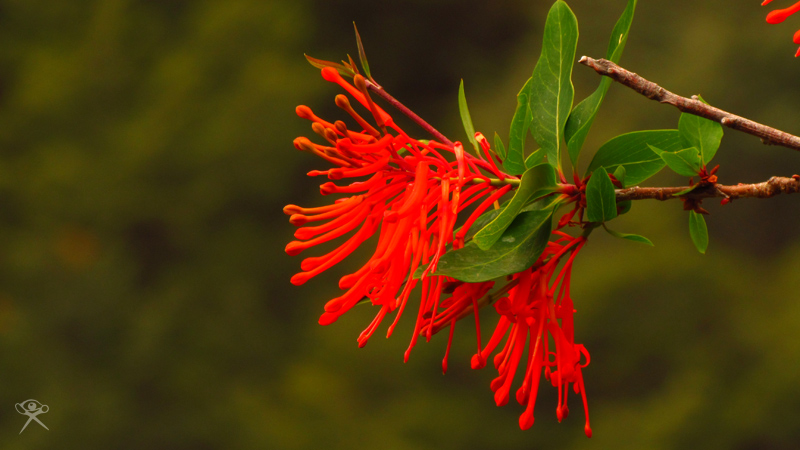 Red Flower