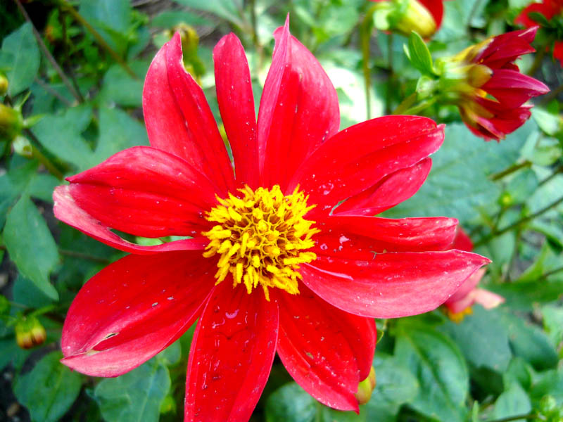 Red Flower