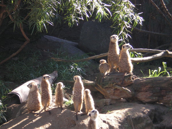 Meerkat Family