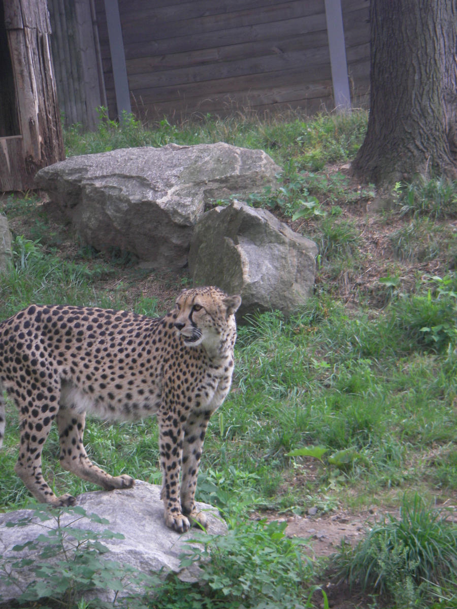 Cheetah II