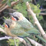 Two White Fronted Bee eaters