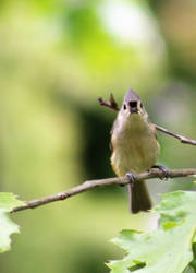 Tuft Titmouse