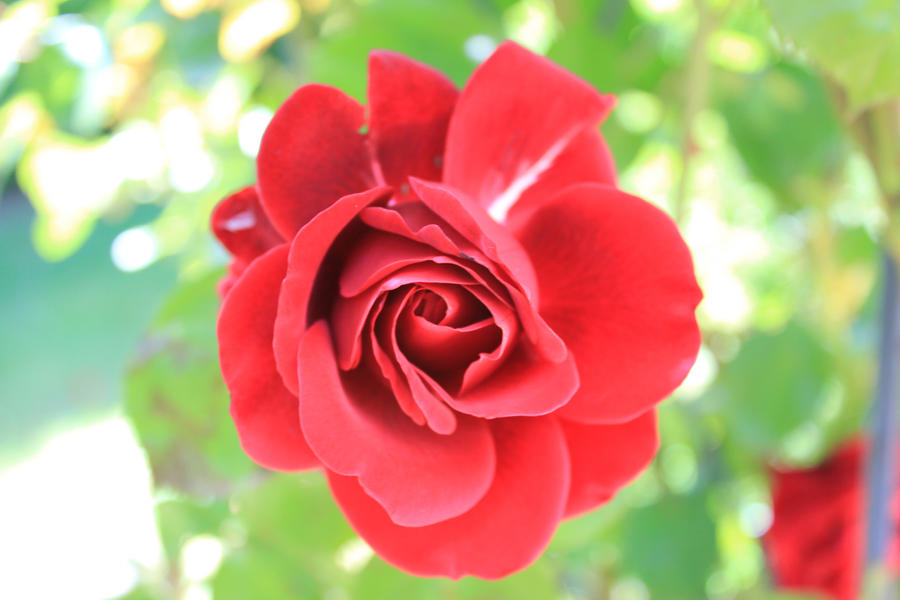 A red rose