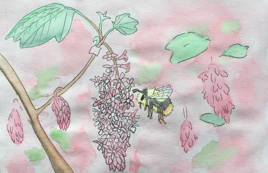 Bombus and Currant