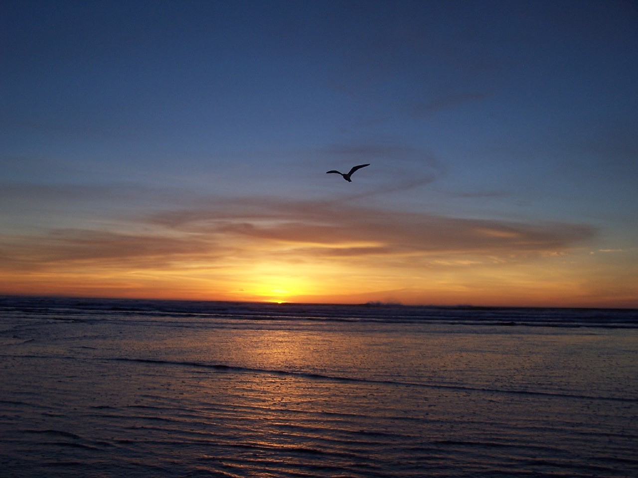 Sunset w. Seagull