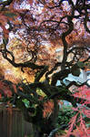 The Tree by Tanager