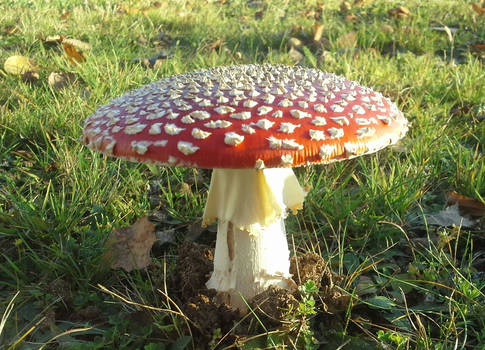 Fly Agaric