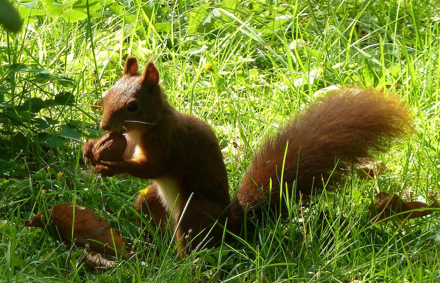 Hungry Squirrel by mockingbirdontree