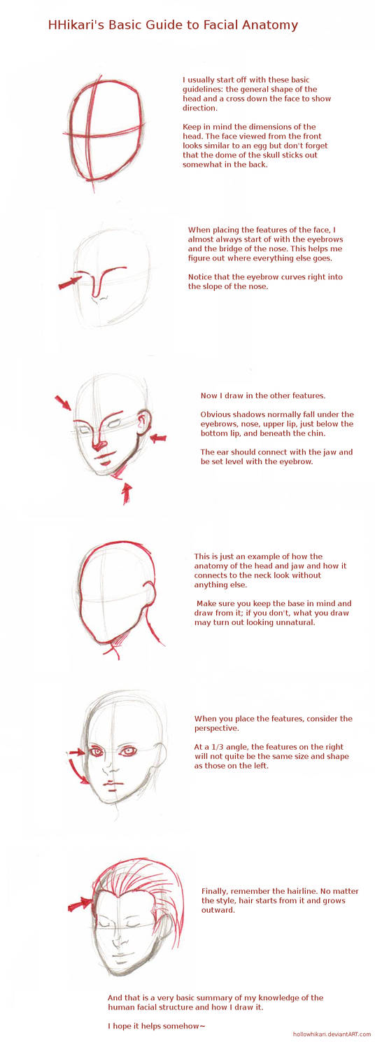 Tutorial: Facial Anatomy by HollowHikari on DeviantArt