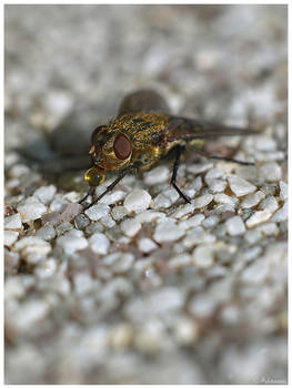 Flies Drink Beer Too