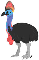 cassowary