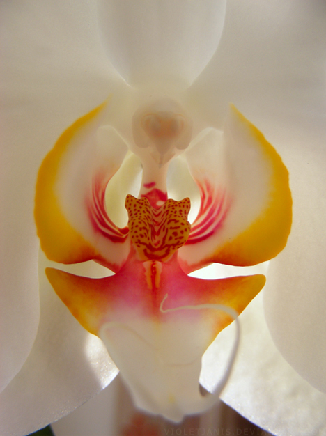 White Orchid