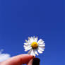 Daisy in the sky..without you.