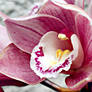 Orchid