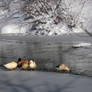 Snow Ducks 2