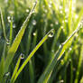 Dew and water drops