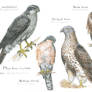 Birds from Gurnak forest 5