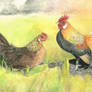 Chickens - Dutch Bantams