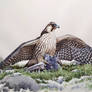 Hunting peregrine falcon (Falco peregrinus)