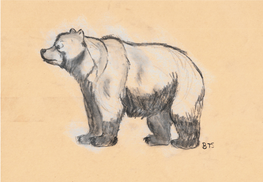 Grizzly Bear Sketch