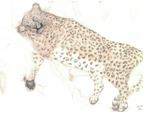 Sleepy African Leopard