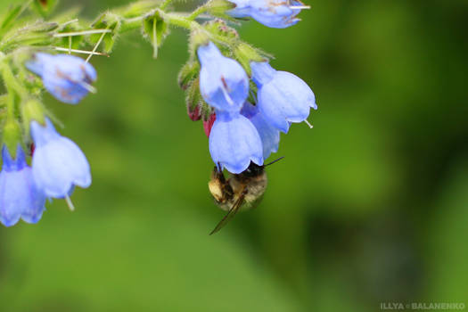 Bee's lunch