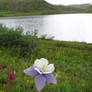 Lakeside Columbine