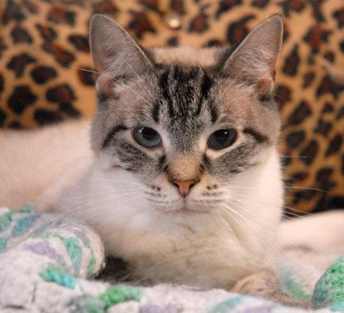 Domestic Colorpoint Shorthair Siamese Mix Zeus By Mcrblueoctober