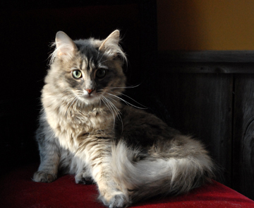 Domestic Longhair Grey/Cream Tiger - Piper