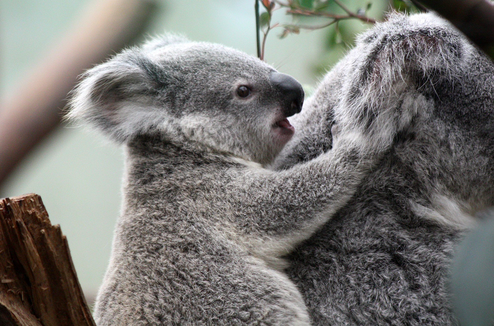 Koala Nur Nuru Bin